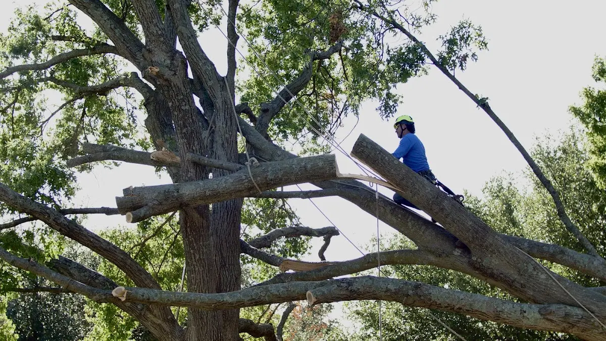 Professional Crown Thinning performed by certified arborists in Youngsville
