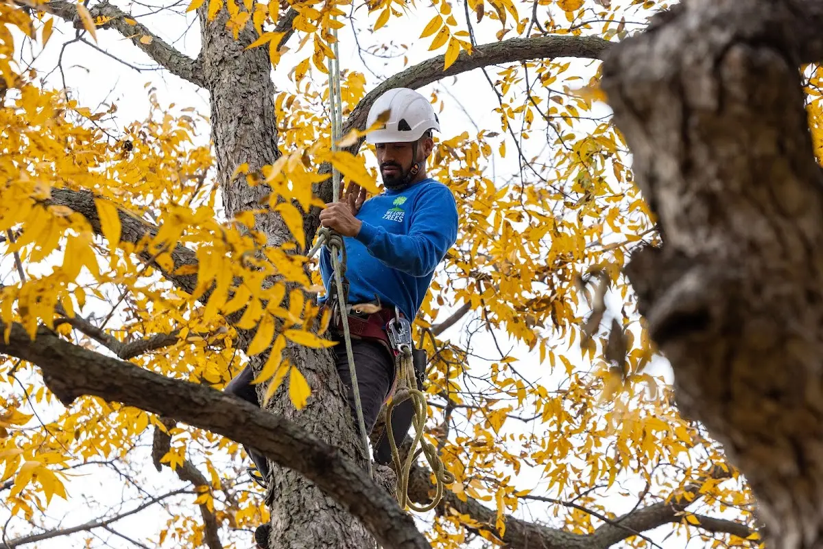 Skilled Tree Pruning crew working in Youngsville