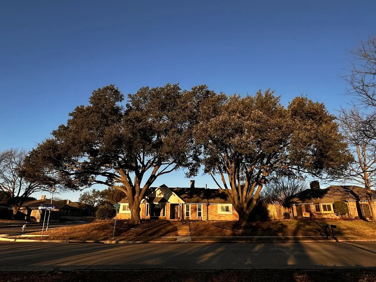 Established residential canopy tree shading a home in Youngsville